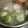 今晚打老虎 的 白蘿蔔排骨湯 cooksnap