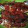 Cooksnap dari Esti Asterina untuk resep Balado ikan kembung goreng