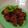 Cooksnap dari Is Me untuk resep (34.1) Gepuk khas Sunda metode 5.30.7