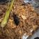 Cooksnap dari dian kartikasari untuk resep Daging Krawu