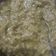 Priyanshi345 का कुकस्नैप जब उन्होंने सरसों का साग (sarson ka saag recipe in Hindi) बनाया था।