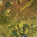 Cooksnap dari Prima Yunanto untuk resep Soto daging kuah bening