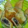 Afsana Firoji का कुकस्नैप जब उन्होंने चॉकलेट ड्राईफ्रूट्स गुजिया (Chocolate dry fruits gujiya recipe in Hindi) बनाया था।