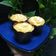 Cooksnap dari Mhah Tata untuk resep Lemon Cupcakes