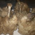 Cooksnap dari Yullie Akhiril Izzati untuk resep AYAM PENTUL