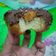 Cooksnap dari Mike Welfita untuk resep 🍩Donat Madu🍯Empuk Menul (tanpa Timbangan lagi)