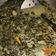 Cooksnap dari Elvira Dwi Lestari untuk resep Bobor daun singkong