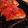 El cooksnap de Scarlett Vergara cuando hizo Pizza casera.
