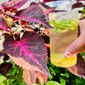Soni Mehrotra का कुकस्नैप जब उन्होंने डिटॉक्स वॉटर (Detox water) बनाया था।