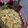 Harshida Thakar's cooksnap of when they made મીઠી બુંદી (Sweet Boondi Recipe In Gujarati).