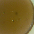 El cooksnap de /María Vergara Olea cuando hizo Pudding de café.