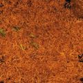 Cooksnap dari Hurniavi untuk resep Kentang kering/Mustofa renyah tahan lama