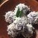 Cooksnap dari Rismadama untuk resep KLEPON UBI Ungu dengan biang