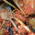 Cooksnap dari Nia_b untuk resep Tongkol balado pedas