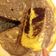 Cooksnap dari Digna Mila untuk resep Marble Cake, no emulsifier