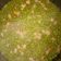El cooksnap de Raùl Rizo Pacheco cuando hizo Guisantes con beicon o panceta ahumada.