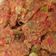 Cooksnap dari elisa.fadisashop untuk resep Tempe pedas manis simple