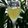 Miss Fluffy's Cooking (Angie's Italian Cooking)'s cooksnap of when they made Limoncello - make it don't buy it!.