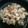 El cooksnap de Jordi Nebot cuando hizo Coliflor frita con ajos.