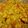 Prabha का कुकस्नैप जब उन्होंने चने की दाल की लौकी सब्जी (chane ki dal ki laujki sabzi recipe in Hindi) बनाया था।
