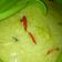 Cooksnap dari Quinn Nathalie Monim'May untuk resep Sayur pepaya santan jonggoL