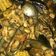 Cooksnap dari Titik Ernawati untuk resep Kepiting,kerang,jagung saos padang