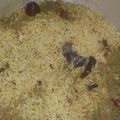 ரேணுகா சரவணன்'s cooksnap of when they made புதினா ரைஸ்.
