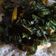 Cooksnap dari Elis R Dewi untuk resep Sayur Daun Singkong (Bobor)