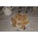 El cooksnap de sisseo cuando hizo ↷✦; pionono ❞.