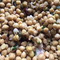 Cooksnap Nurul Kefftya semasa beliau membuat Kadala Thel Dala(Kacang Kuda Berempah)🇱🇰.