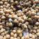 Cooksnap Nurul Kefftya semasa beliau membuat Kadala Thel Dala(Kacang Kuda Berempah)🇱🇰.