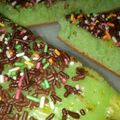 Cooksnap dari ariek ira untuk resep Terang bulan teflon anti gagal empuk