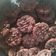 Cooksnap dari Ni Kadek Puriasih untuk resep Nutrijell Cookies Coklat