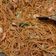 Cooksnap dari Mama Ata untuk resep Mie Caluk