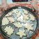 El cooksnap de indira cuando hizo Galletitas navideñas Prisca.
