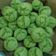 Cooksnap dari Triana Rebawaty untuk resep Kue mangkok tape