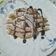 Cooksnap dari Ayumi Itsuwa untuk resep Classic churros 1 telur