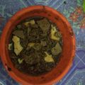 Cooksnap dari Isabel Helga .S untuk resep Es krim super lembut anti gagal