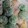 Cooksnap dari Windia untuk resep Klepon Ubi Jalar