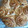 El cooksnap de marilenmi5 cuando hizo Torta Húngara o torta de los 80 golpes.