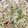 Marianna de Lachica's cooksnap of when they made Broccoli Pimento Rice.