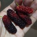 Cooksnap dari Ala Lana'fiz untuk resep Pare ubi ungu inti durian