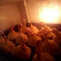 Cooksnap dari dapurtehnia untuk resep Chicken Drumstick