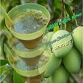 Trupti Siddhapara का कुकस्नैप जब उन्होंने कच्चे आम का पन्ना (kache aam ka panna recipe in Hindi) बनाया था।