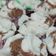 Cooksnap dari Masayu Ulfah untuk resep Kue Kukus Mekar Mawar (Anti Gagal)