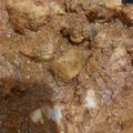 Saira Abdullah's cooksnap of when they made Tawa chicken boneless kadahi.