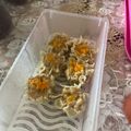 Cooksnap dari shinta haloho untuk resep 31.2021.Dimsum Siomay Ayam-Udang & Tips