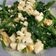 Yinhuei Lin 的 鹹蛋皇宮菜 cooksnap