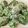 il Mara quando ha preparato Gnudi ricotta e spinaci