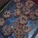 Cooksnap dari susi cina untuk resep CHOCOCHIPS COOKIES / Kue kering Chocochips